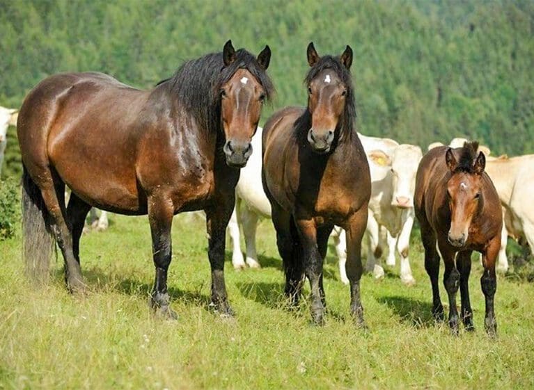 Urlaub am Bauernhof in Filzmoos, Ferienwohnung am Schoberhof Urlaub am Bauernhof in Filzmoos, Ferienwohnung am Schoberhof